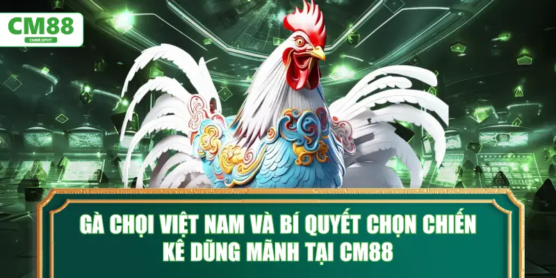 Gà chọi Việt Nam và bí quyết chọn chiến kê tại CM88